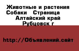 Животные и растения Собаки - Страница 10 . Алтайский край,Рубцовск г.